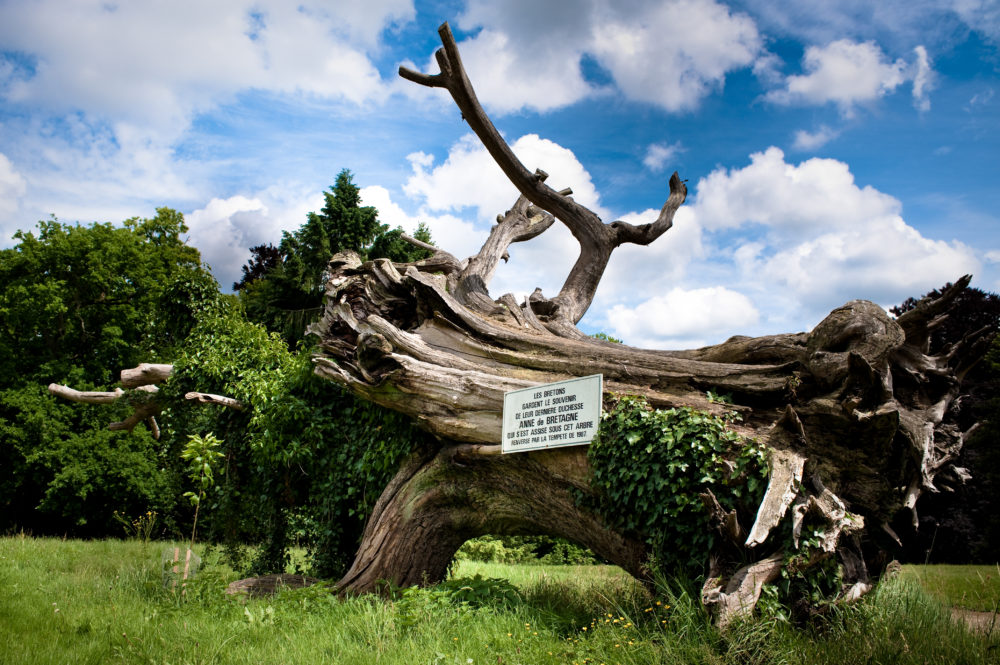 Arbre de la duchesse Anne de Bretagne au parc de Bonnefontaine