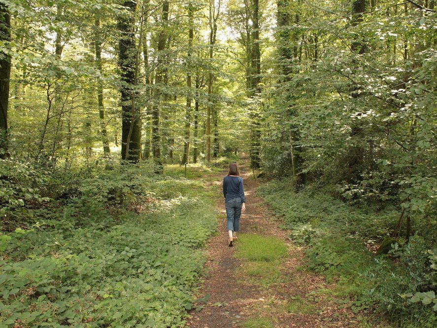 Balade au bois de la Motte