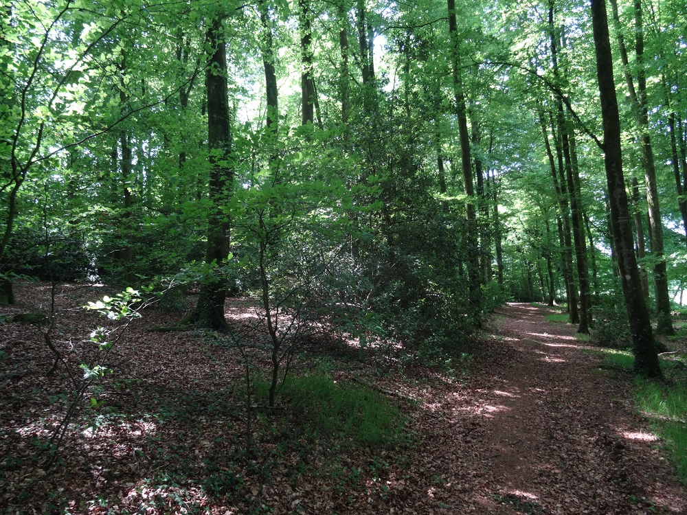 Chemin du bois de la Motte