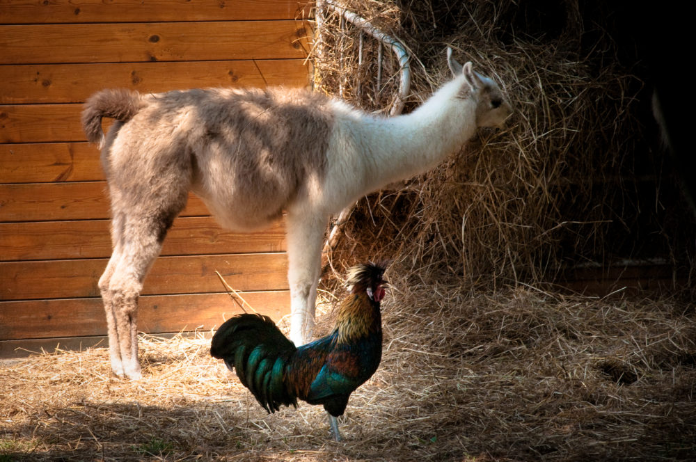 Lama et coq - Chemin des Iles - Tremblay