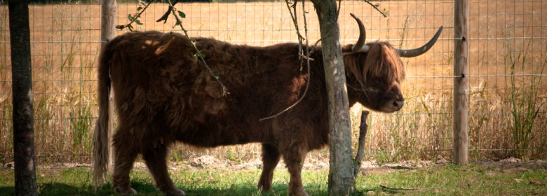 Vache - Chemin des Iles - Tremblay